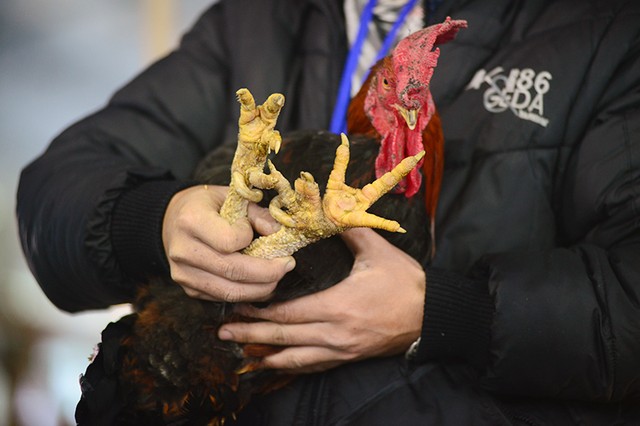 Các loại sản vật "tiến vua" xuất hiện tại Hội chợ Xuân 2016 ảnh 1